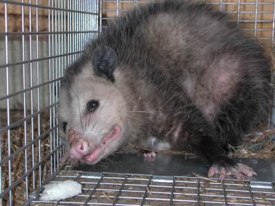 Opossum 03.JPG