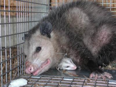 Opossum 05.JPG