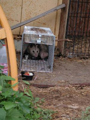 Opossum 10.JPG