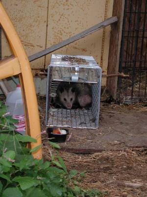 Opossum 11.JPG