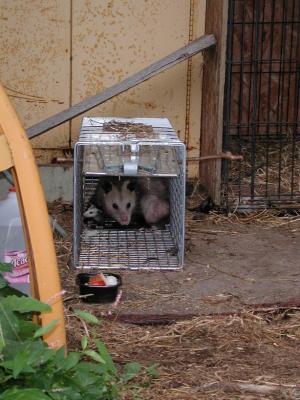 Opossum 13.JPG
