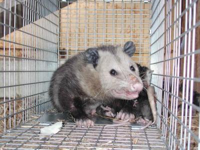 Opossum 16.JPG