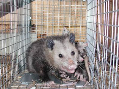 Opossum 17.JPG