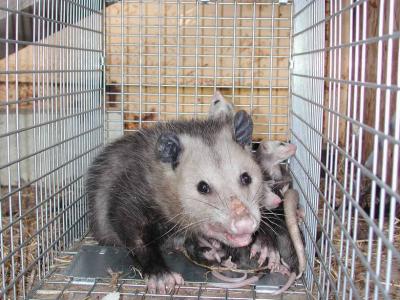 g3/92/652592/3/58317175.Opossum17.jpg