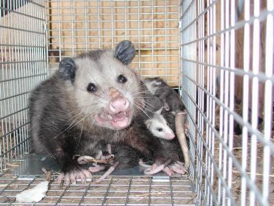Opossum 19.JPG