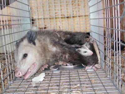 Opossum 20.JPG