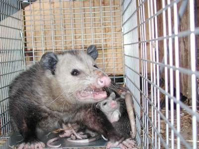 Opossum 21.JPG