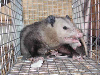 Opossum 22.JPG