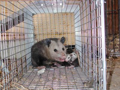Opossum 23.JPG