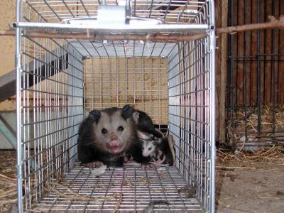 Opossum 24.JPG