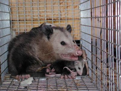 Opossum 25.JPG