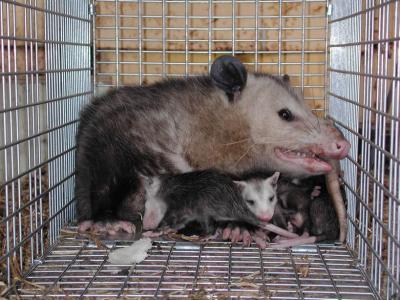 Opossum 26.JPG