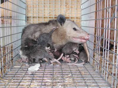 g3/92/652592/3/58317185.Opossum28.jpg