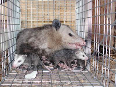 Opossum 29.JPG