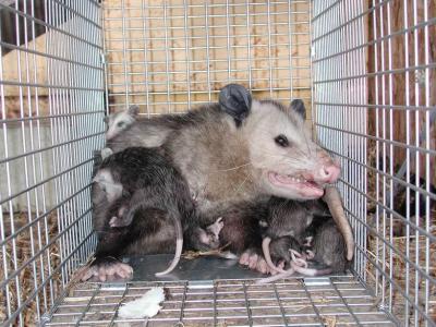 Opossum 30.JPG