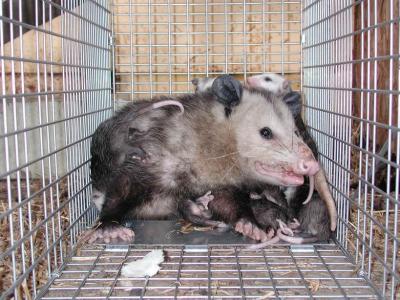 Opossum 31.JPG