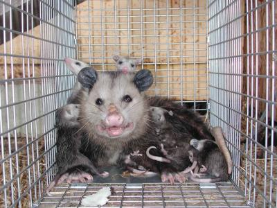 Opossum 32.JPG