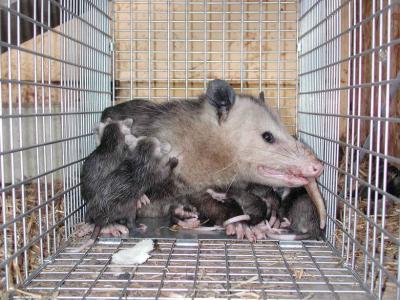 Opossum 33.JPG