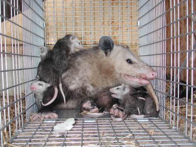 Opossum 34.JPG