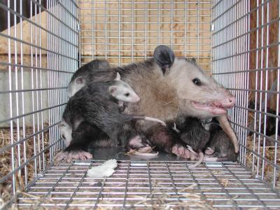 Opossum 36.JPG