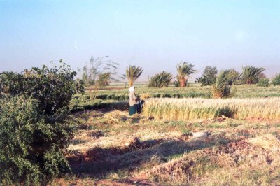 Talmasla - Ouarzazate