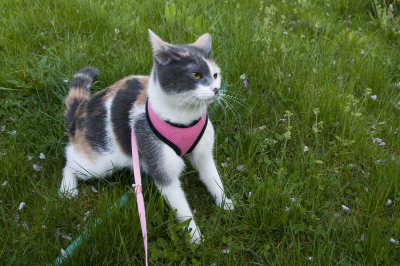 My mom bought me this nifty harness so I can go outside.