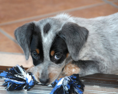 Jaimee and TJ's  puppy Rocky