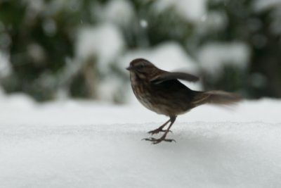 Bird that landed on my hot tub. Shot this through the window