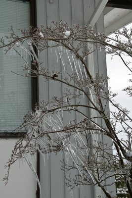 Icicles hanging from the tree