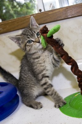 Is this thing safe for kittens?