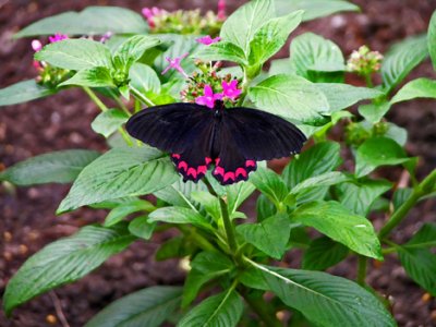 black and red butterfly