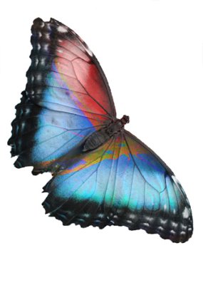 butterfly of color