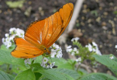 orange butterfly