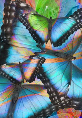 butterflies of color