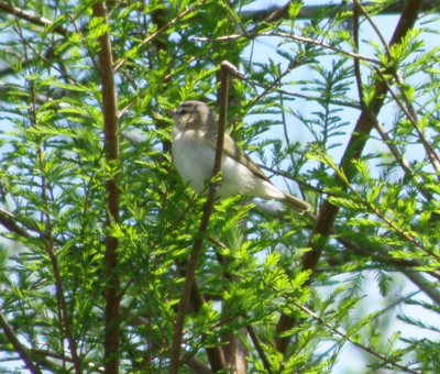 Vireo Red eyed high is tx 4-09..JPG