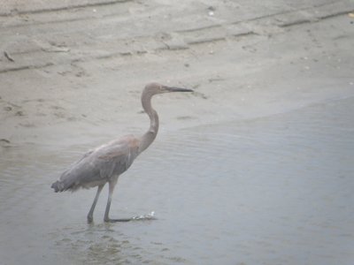 Heron Reddish Egret MBSC 6-09 a.JPG