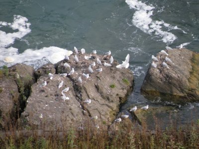 Gull Bonepart Niagra Falls 9-09 c.JPG