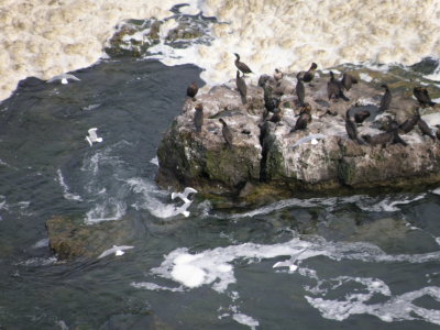 Gull Bonepart Niagra Falls 9-09 d.JPG