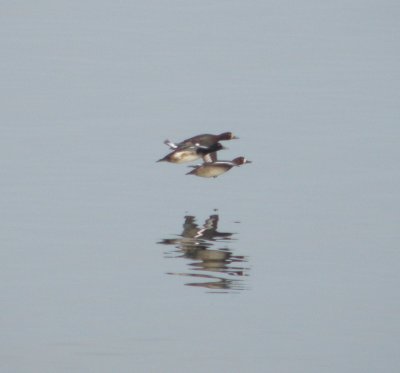 Duck Scaup CBBT 1-10 a.JPG