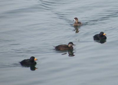 Duck Scoter Black CBBT 1-10aaa.JPG