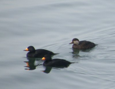 Duck Scoter Black CBBT 1-10b.JPG