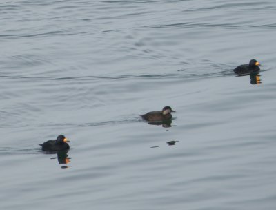 Duck Scoter Black CBBT 1-10d.JPG