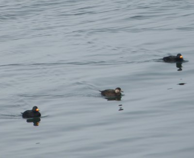 Duck Scoter Black CBBT 1-10e.JPG