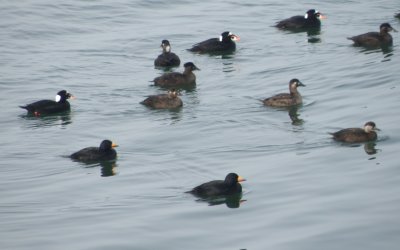 duck scoter black-surf cbbt 1-10aa.JPG