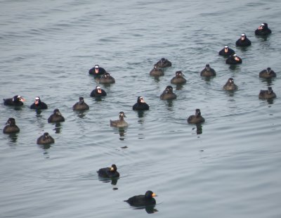 duck scoter black-surf cbbt 1-10aaaa.JPG