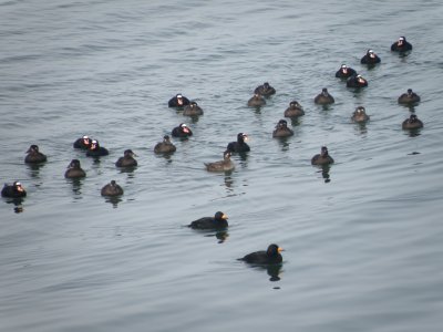 duck scoter black-surf cbbt 1-10aaaaa.JPG