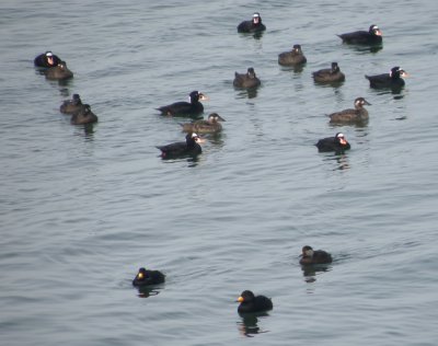 duck scoter black-surf cbbt 1-10aaaaaa.JPG