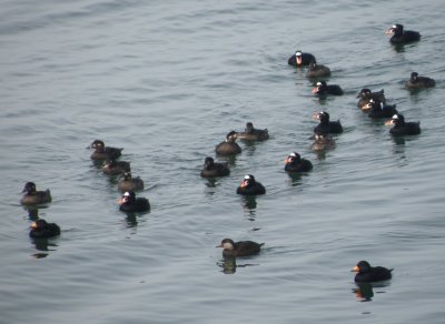 duck scoter black-surf cbbt 1-10aaaaaaa.JPG