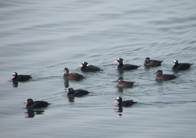 duck scoter black-surf cbbt 1-10b.JPG