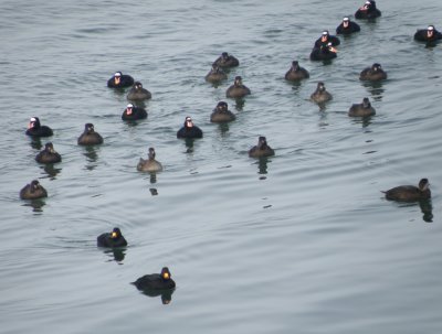 duck scoter black-surf cbbt 1-10g.JPG